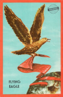 HUNGAROTEX - Flying Eagle  [Villamosplakát]