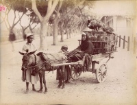 023.     UNKNOWN / ISMERETLEN : [Donkey chariot in Egypt], cca. 1885.