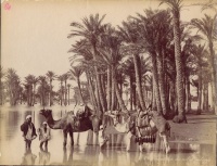 32.     ZANGAKI (Zangaki Brothers, Constantine and George) : Inundation du Nil et palmiers. Cca. 1870.