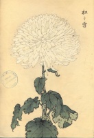 227.     HASEGAWA KEIKA : One Hundred Chrysanthemums 