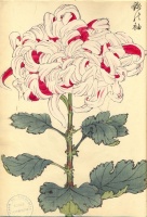 229.     HASEGAWA KEIKA : One Hundred Chrysanthemums 