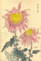 234.     HASEGAWA KEIKA : One Hundred Chrysanthemums.