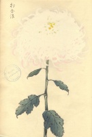 235.     HASEGAWA KEIKA : One Hundred Chrysanthemums.  